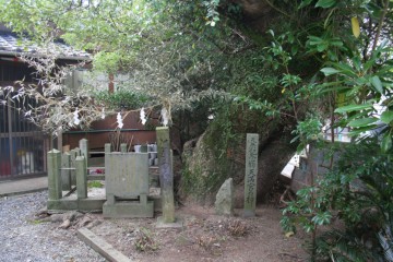 天満宮の樟