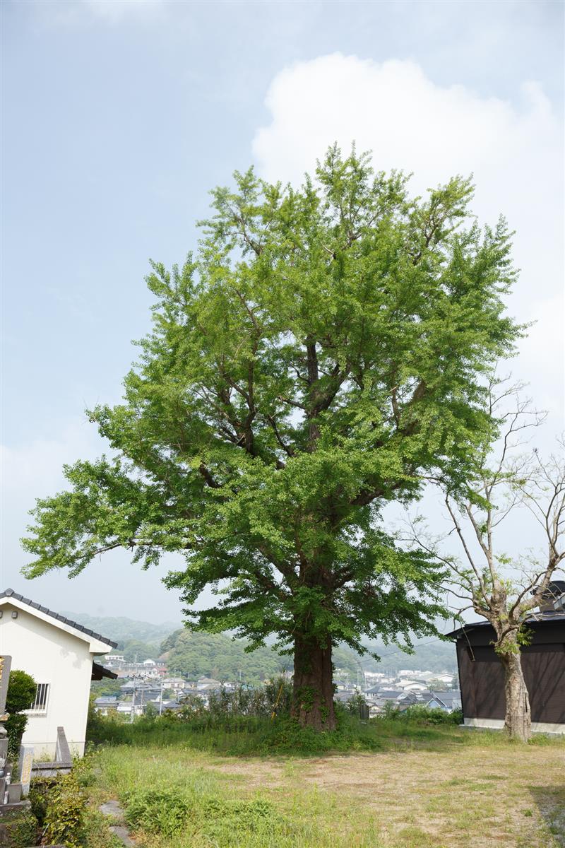 正光寺の公孫樹の画像