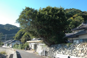 魚貫崎の榕