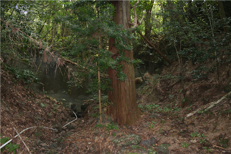 山之神杉