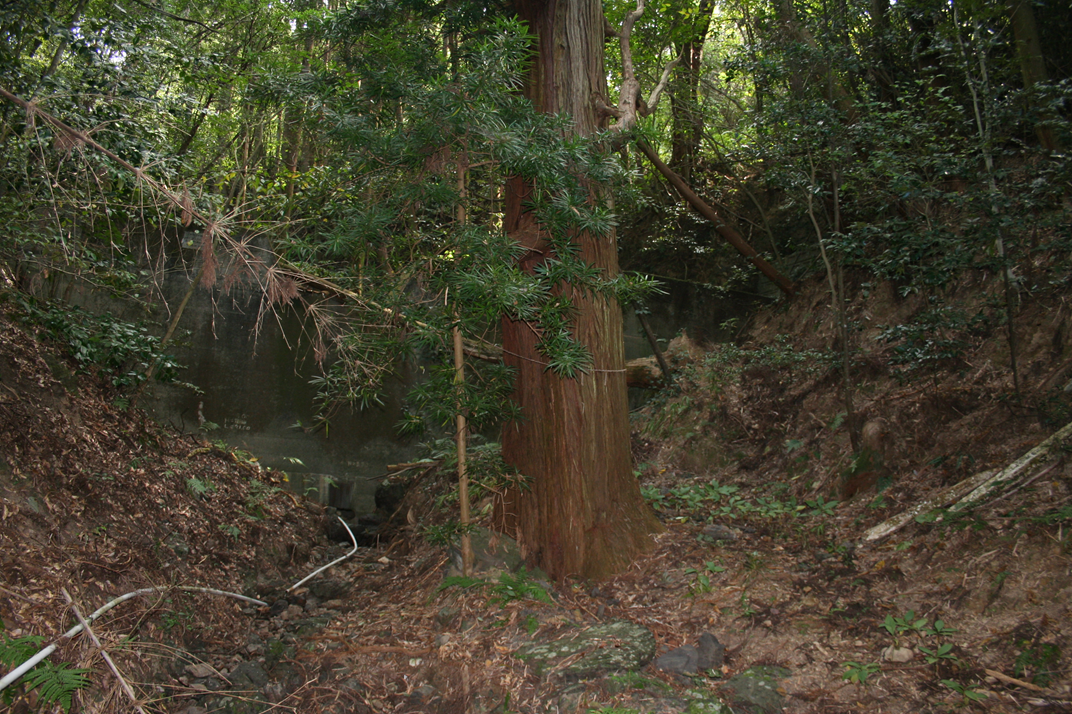 山之神杉の画像