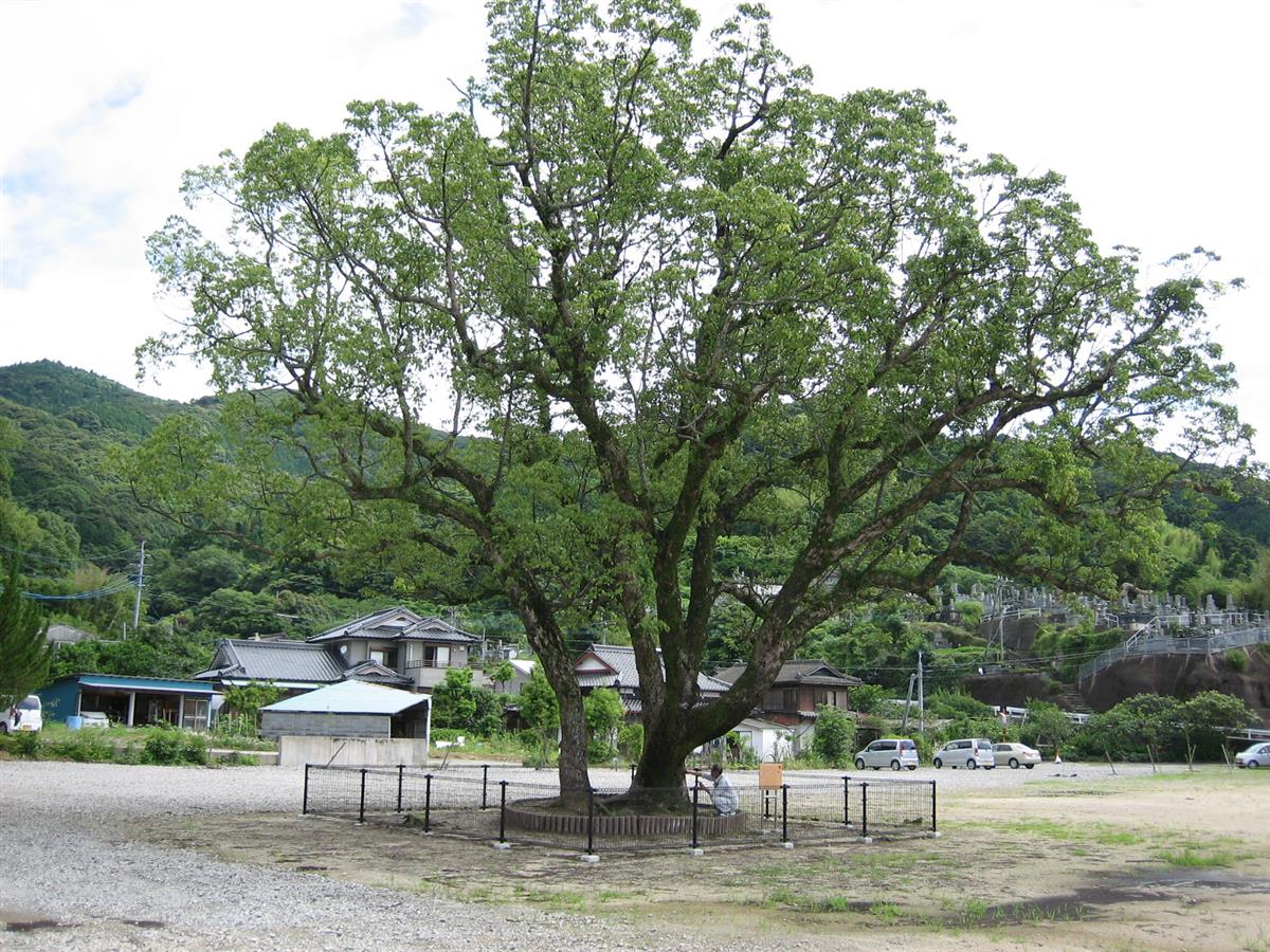 楠の画像