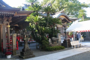 諏訪神社の大蘇鉄