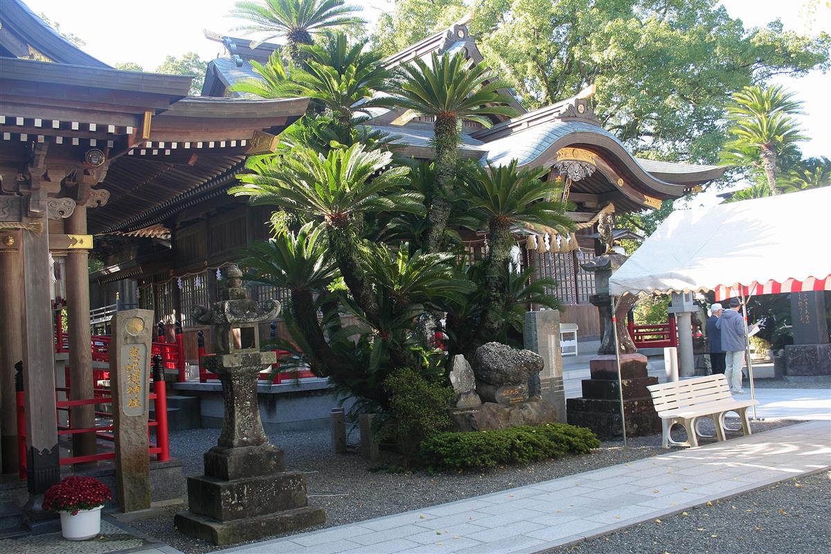 諏訪神社の大蘇鉄の画像