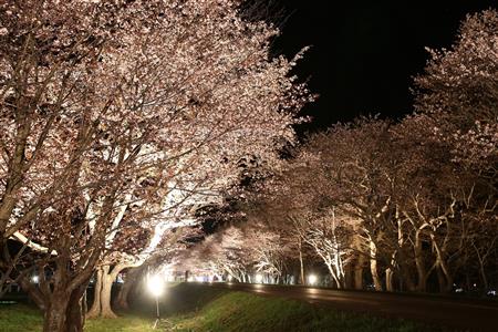 夜桜