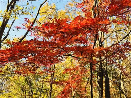 五木　紅葉