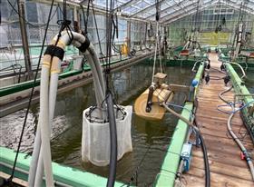 005_地元水産業者とのコラボ(4)