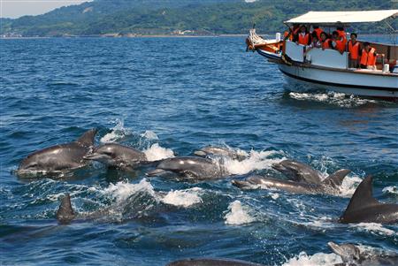 イルカウォッチング