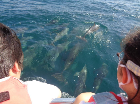 イルカ２